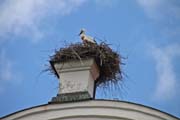 034.Junger Storch