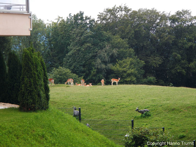 008.Staufeneck-Damwild