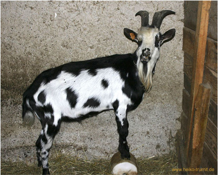25.Ziege