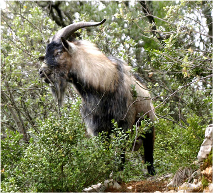 Gorges_de_l'Ardeche-6