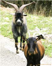 Gorges_de_l'Ardeche-5