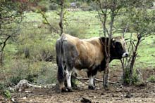 Aubrac-Stier