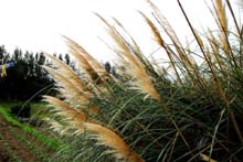 Pampas Grass