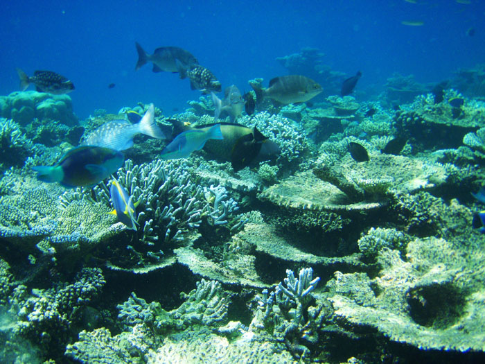 3109d.Korallenfische