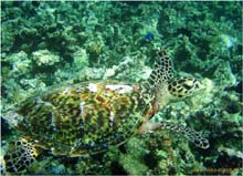 Schildkroete
