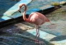 102.Flamingo