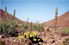 3.Cardonas  Isla Partida