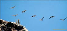 7.Pelikane im Anflug