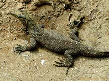 Monitor_lizard