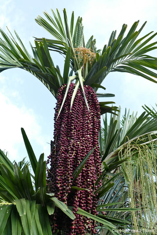 P1510161