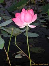 DSCN2396