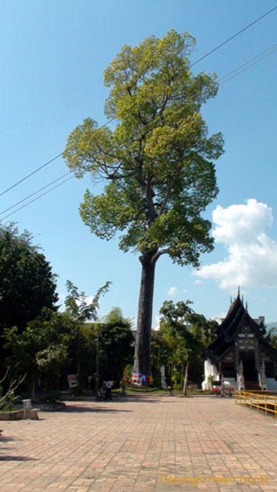 Wat_Chedi_Luang-03