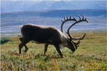 47.Caribou im Denali Park