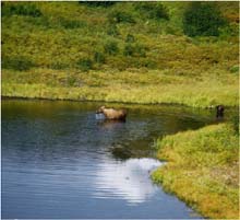 48.Elchkuh im Denali Park