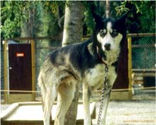 49.Husky im Denali State Park