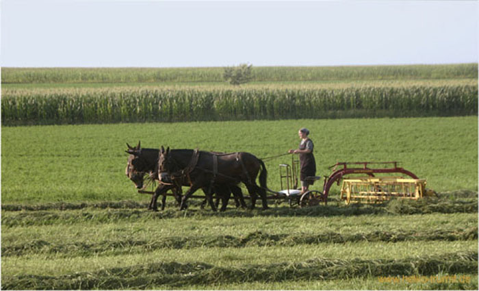 22.Amish Heuwender