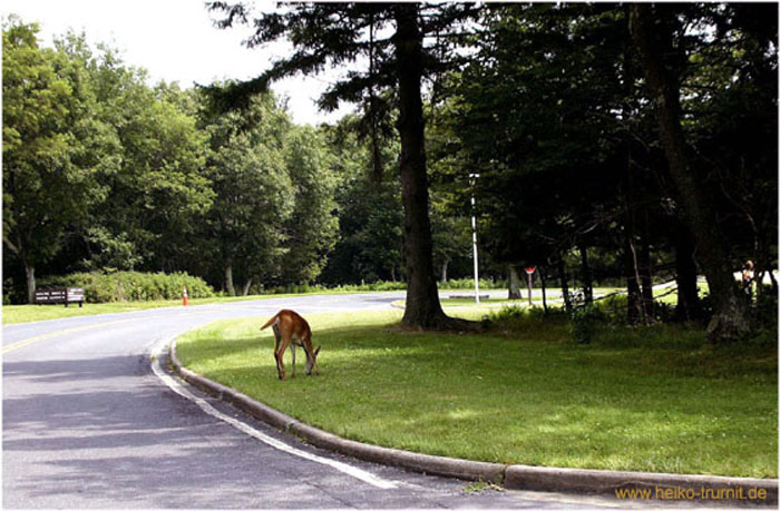 14a. Shenandoah National Park