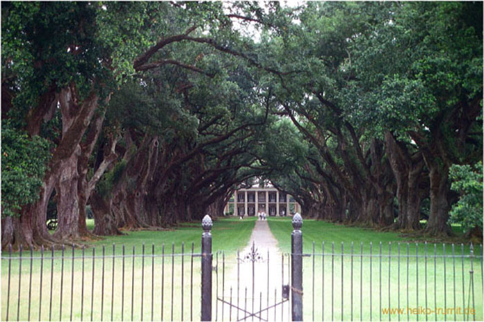 05.Oak Tree Plantation