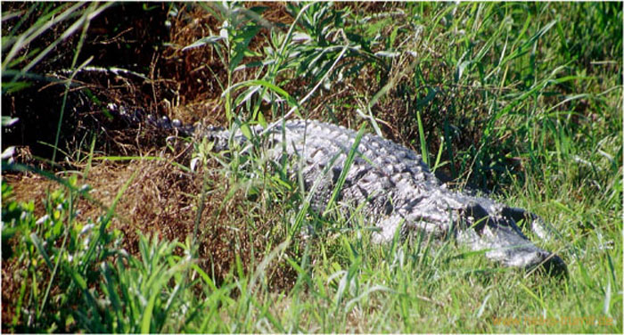 11.Alligator im Sabine Wilflife Refuge