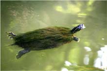 23.Veralgte Turtle  im Canal