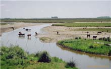 26.Rinder, Pampas vor Mar del Plata