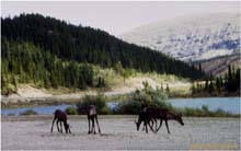 80.Caribous hinter Watson Lake