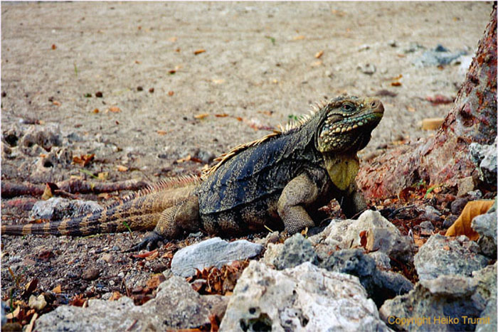 36.Leguan.Cayo Campos