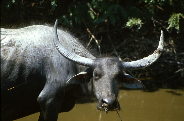 Langkawi-02