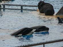 Loro Parque 3