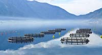 Fish Farming